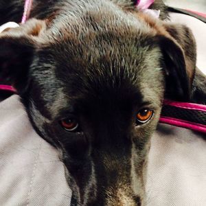 Meet your Posher, Amber